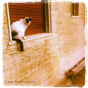 Cats in Italy- Italy from the Inside